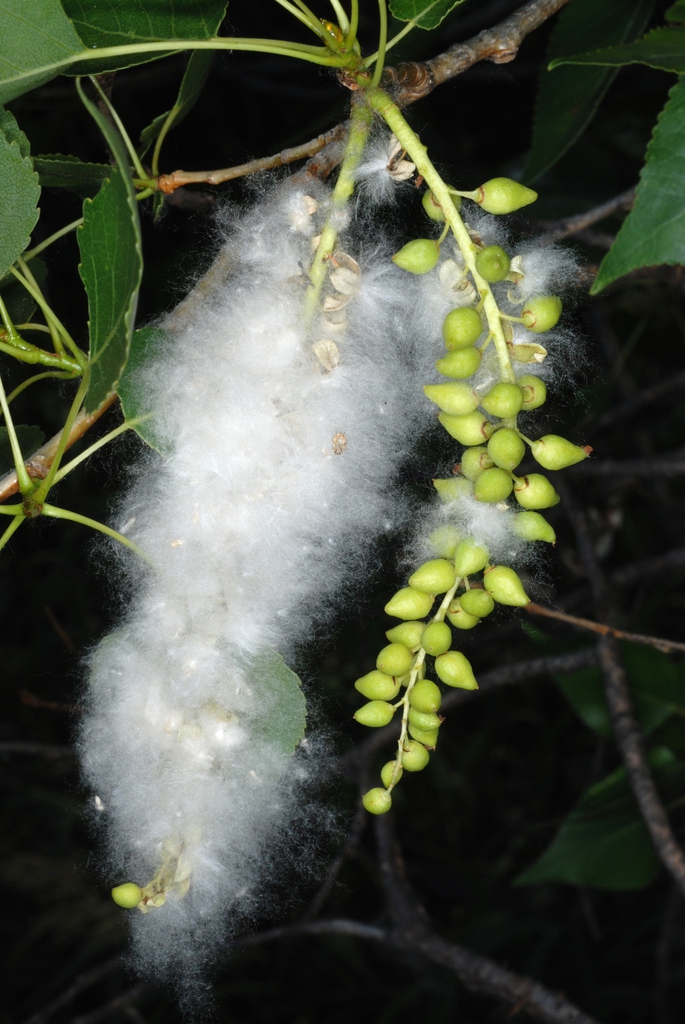 Silky white hairs of seed capsule(Fort Collins, CO)-Early Summer