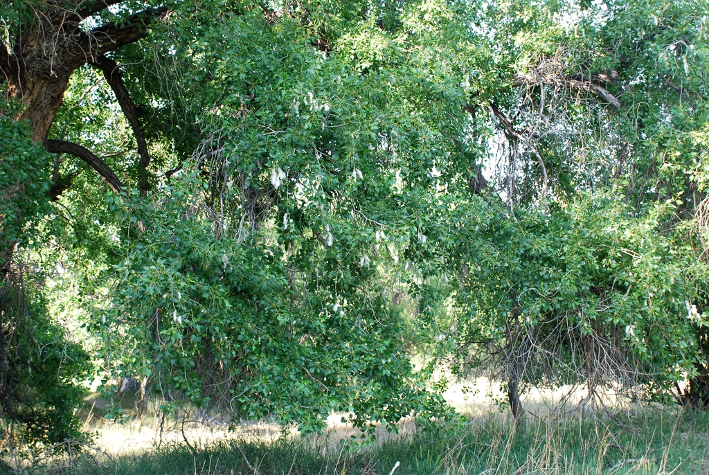Limb of tree (Fort Collins, CO)-Early Summer