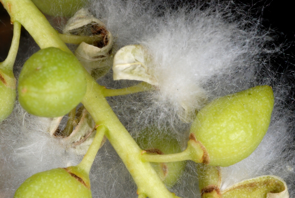 Female seed capsule (Fort Collins, CO)-Early Summer