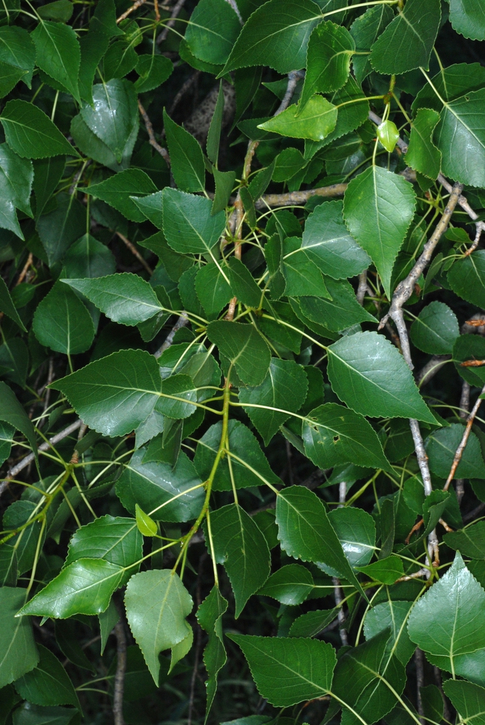 Branch with leaves (Fort Collins, CO)-Early Summer
