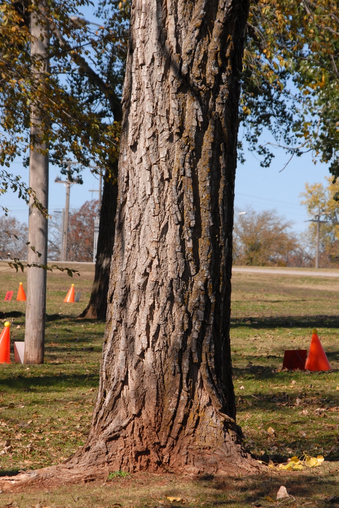 Bark