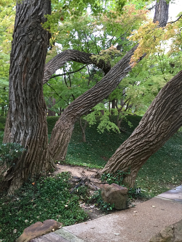 Bark and tree form