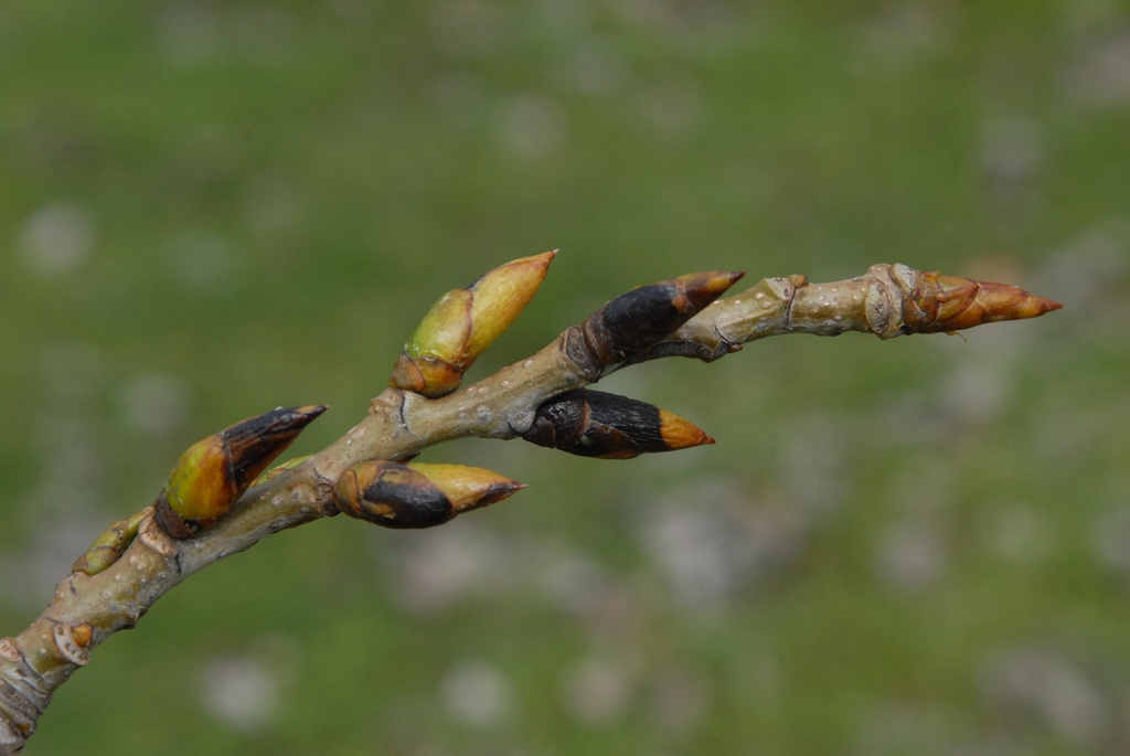 Populus deltoides