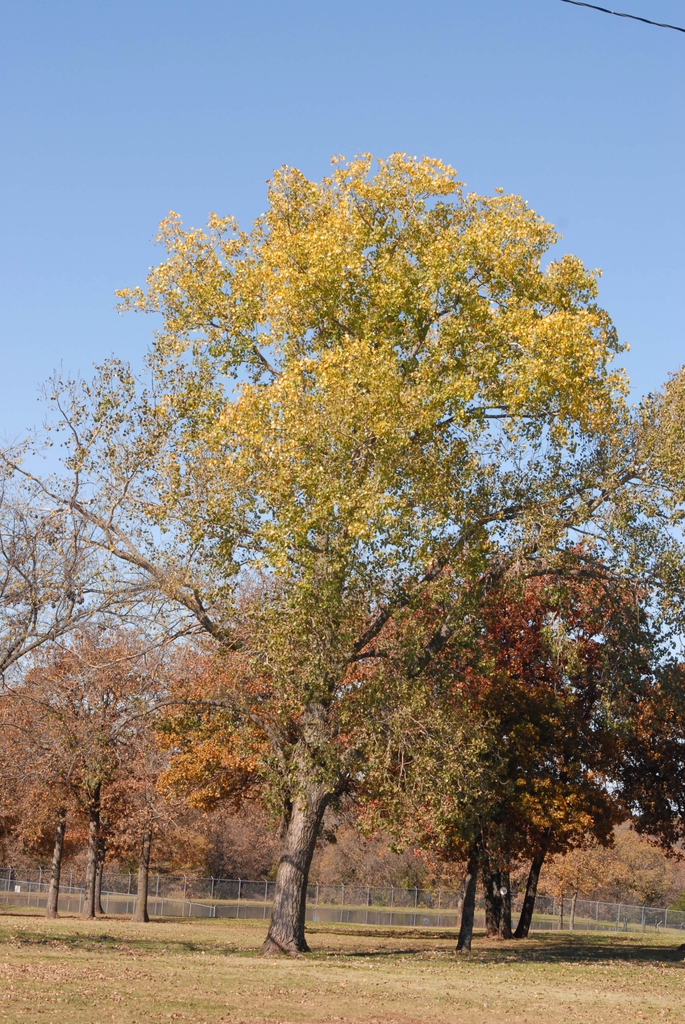 Fall Color Form