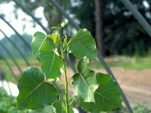 Populus deltoides