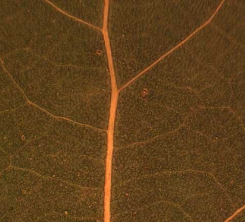 Populus deltoides