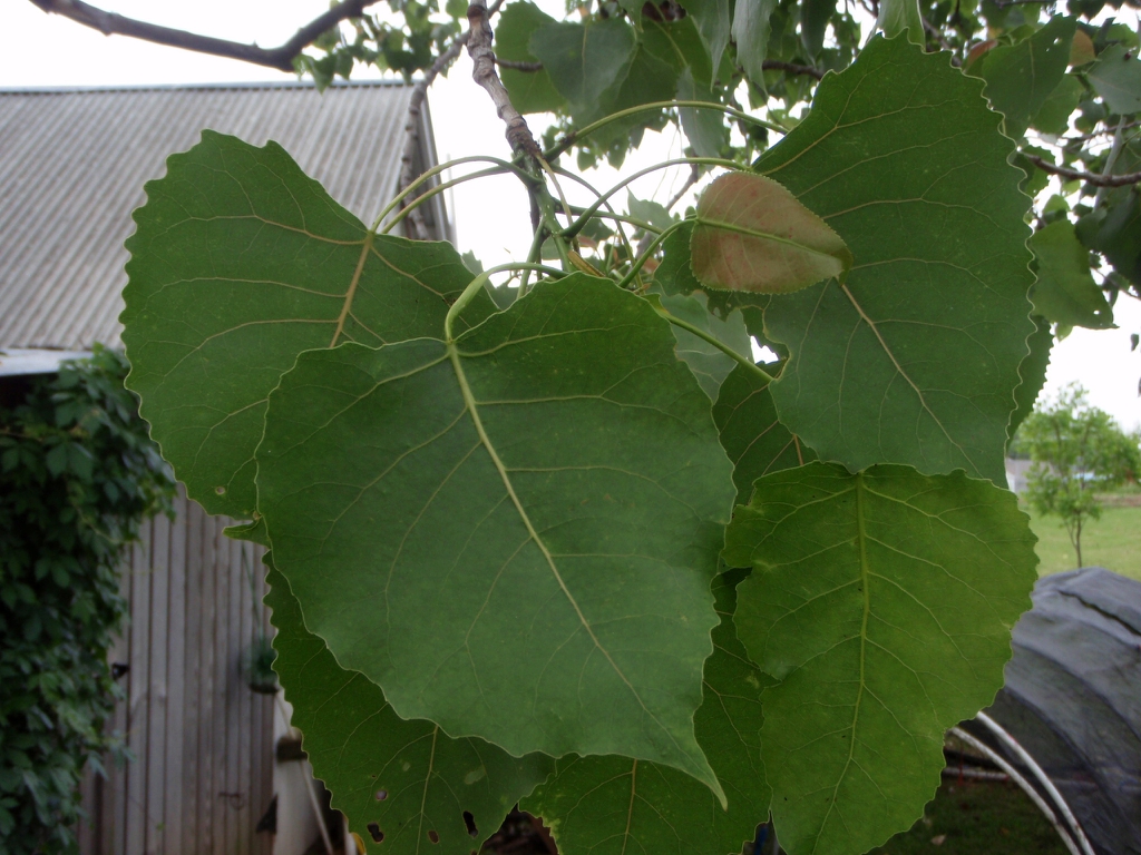 Populus deltoides