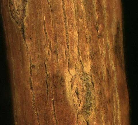 Populus deltoides