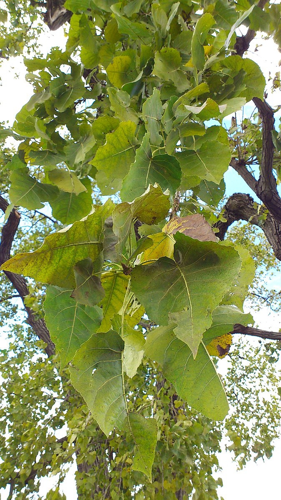 Leaves