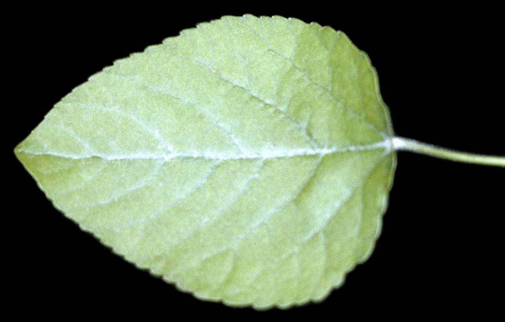 Underside of leaf