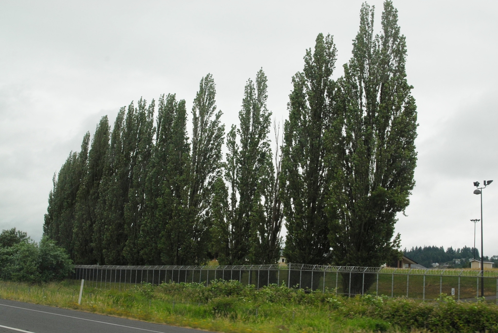 Populus nigra 'Italica' Form