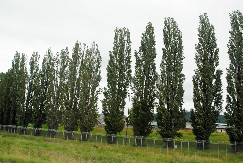Populus nigra 'Italica' Mass Planting