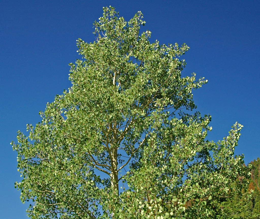 Form