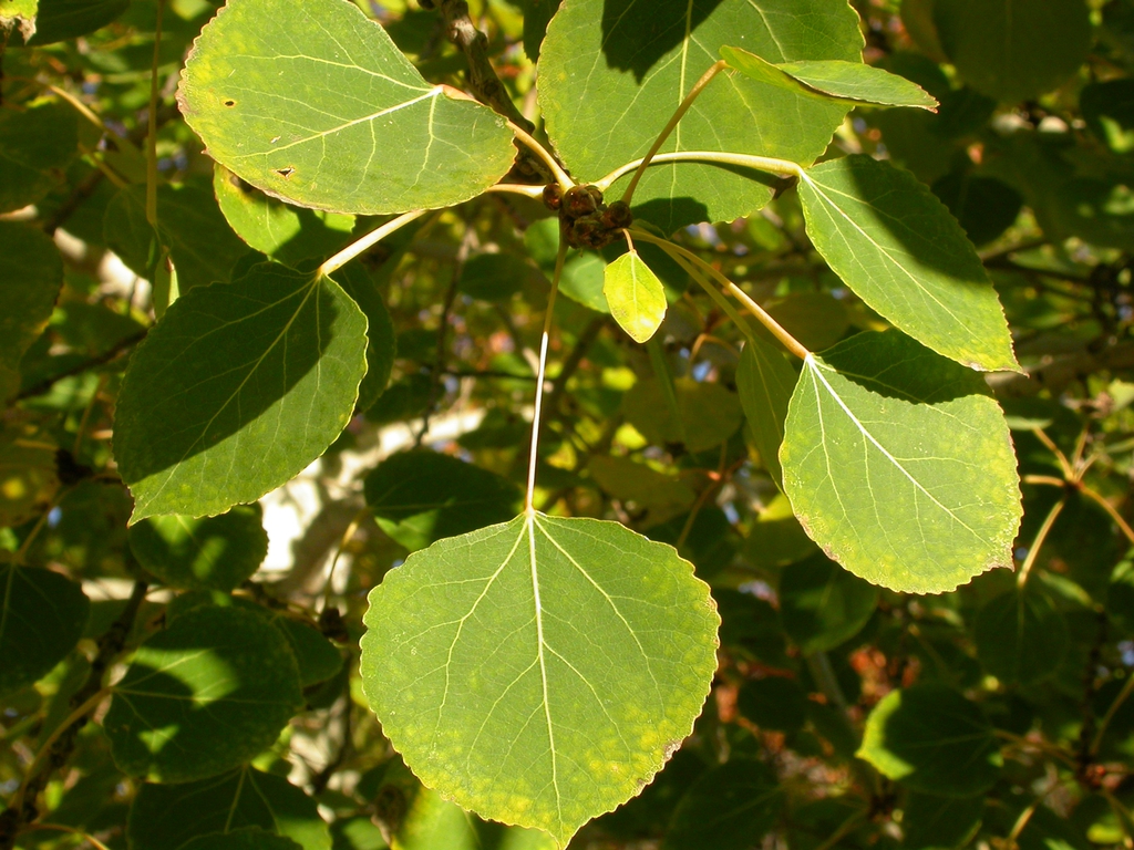Leaves