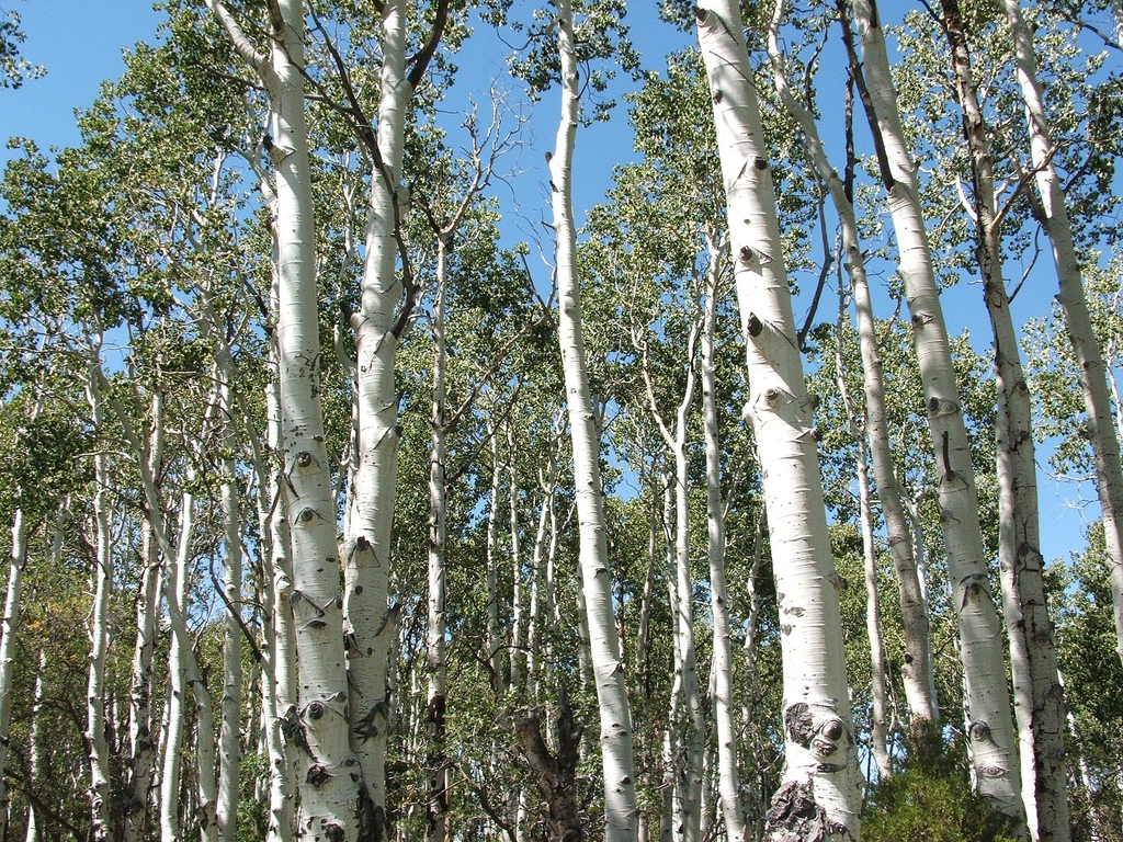 Native habitat
