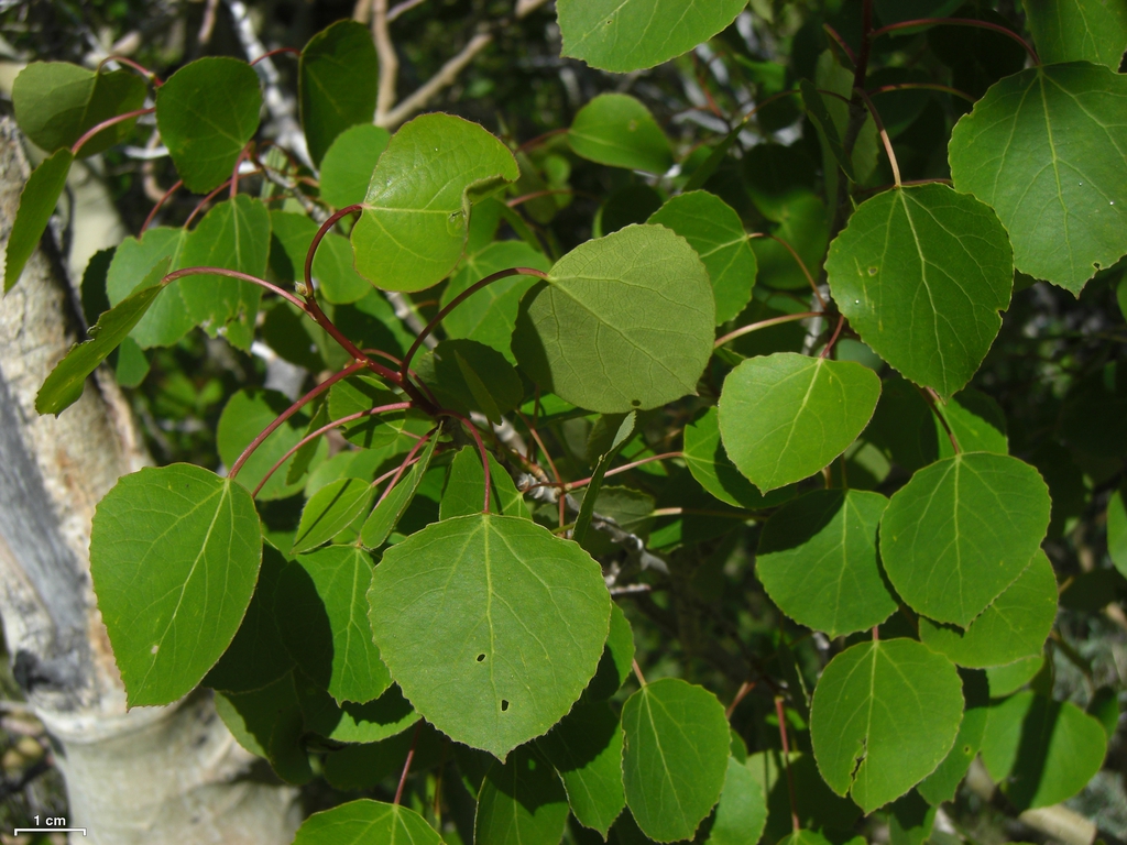 Leaves