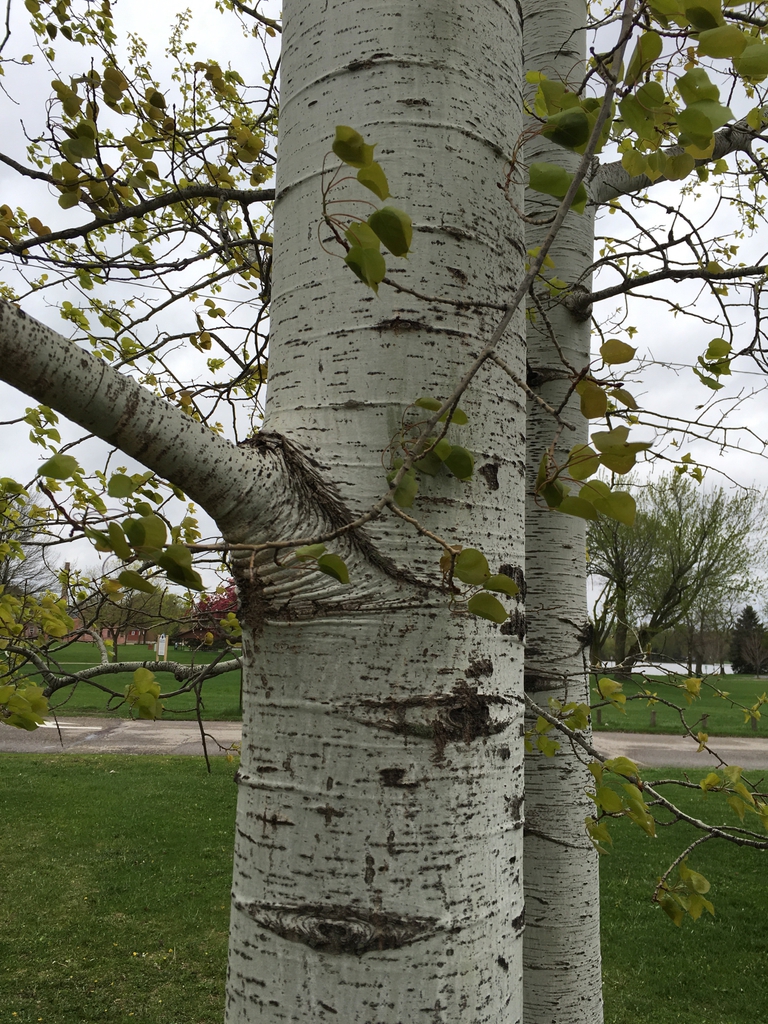 Bark