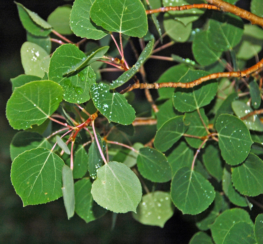 Populus tremuloides