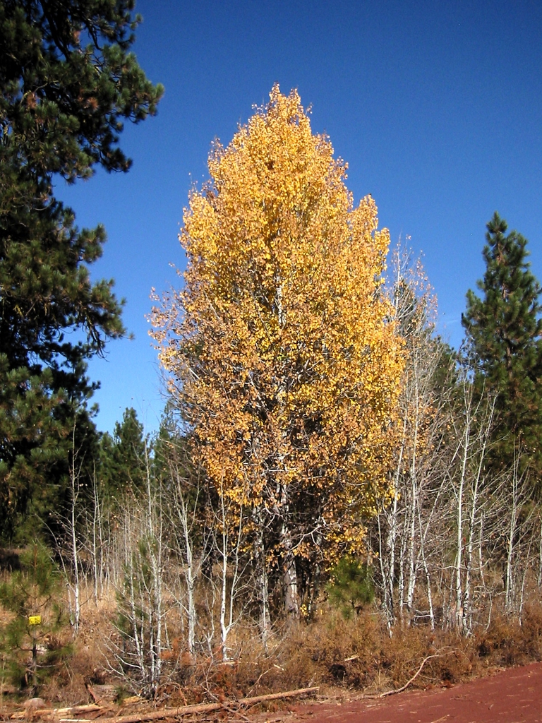 Fall color