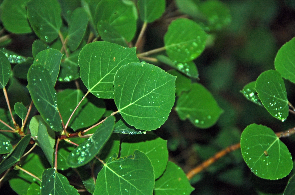 Populus tremuloides