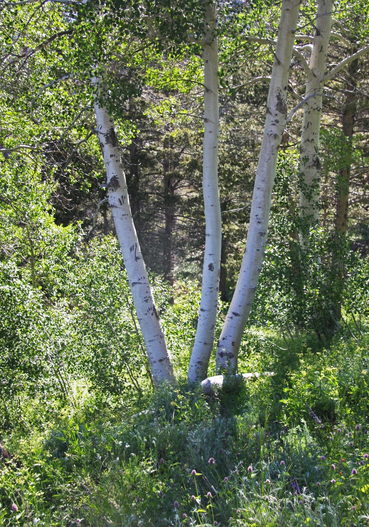 Populus tremuloides