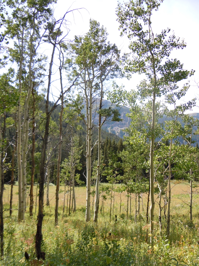 Form