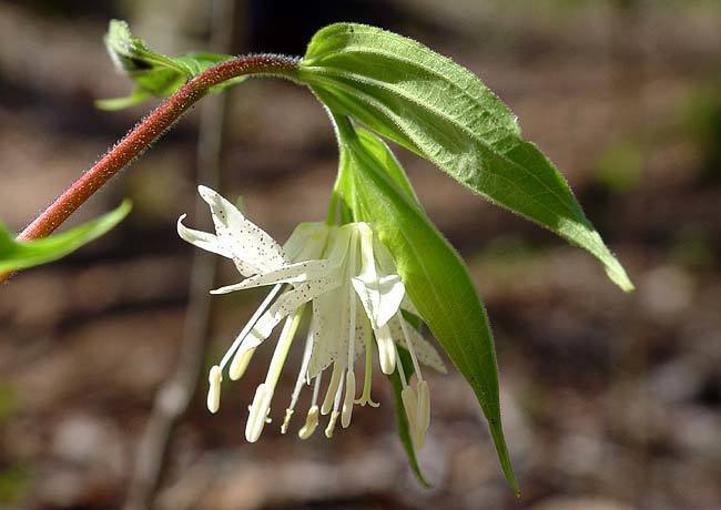 Stem, underside of leaves, flower