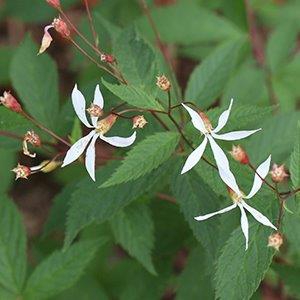 Close up of flowers and leaves