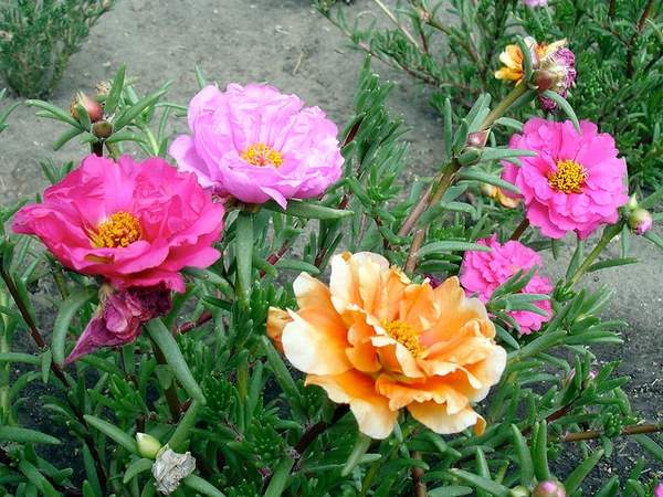 Flowers