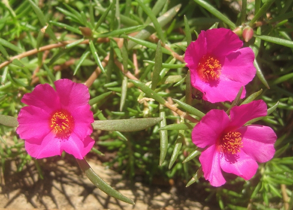 Single Flower
