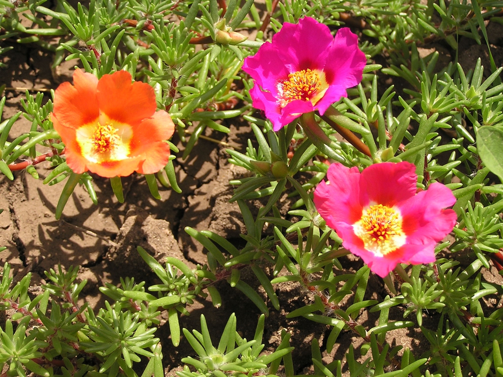 Flowers
