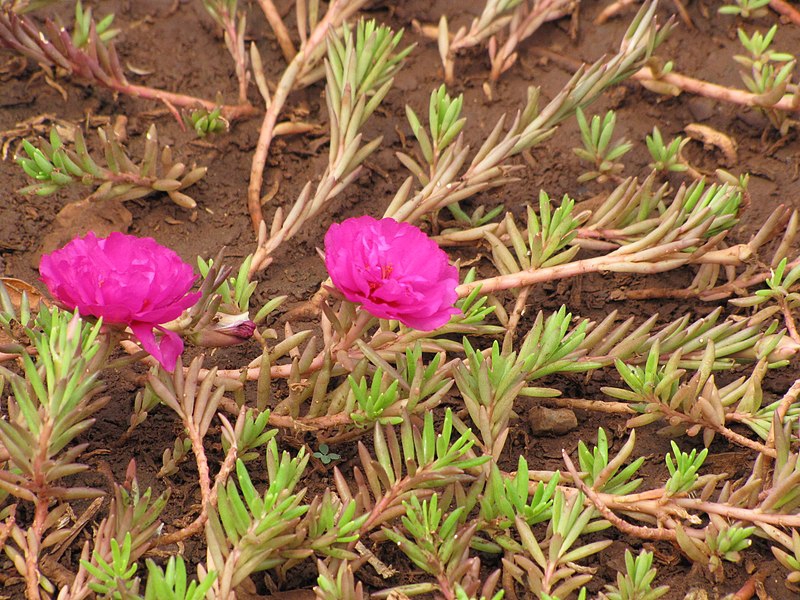 Leaves and flowers