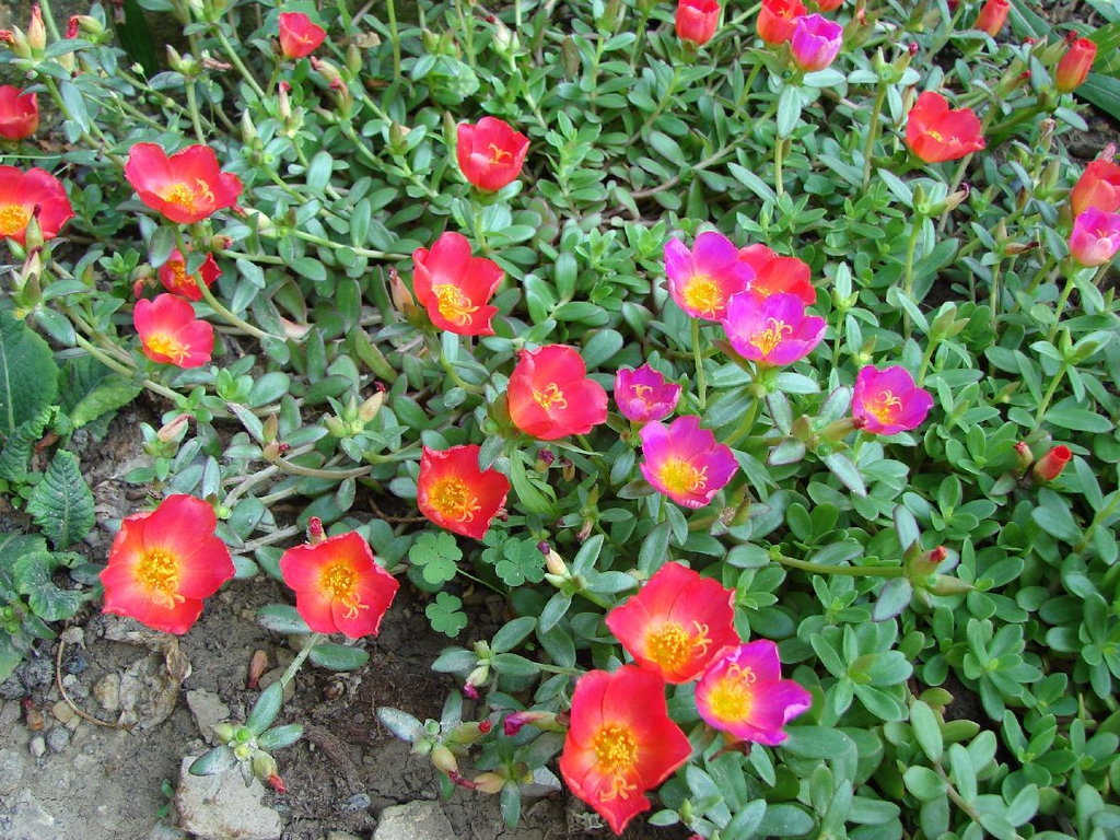 Form