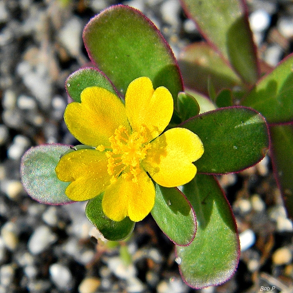 Portulacaceae  oleracea