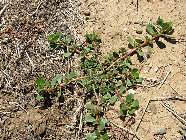 Portulacaceae  oleracea
