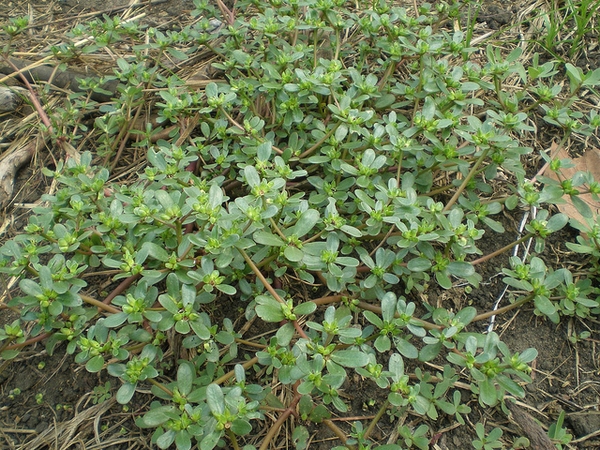 Portulacaceae  oleracea