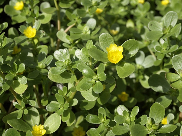 Yellow flowers among fleshy leaves