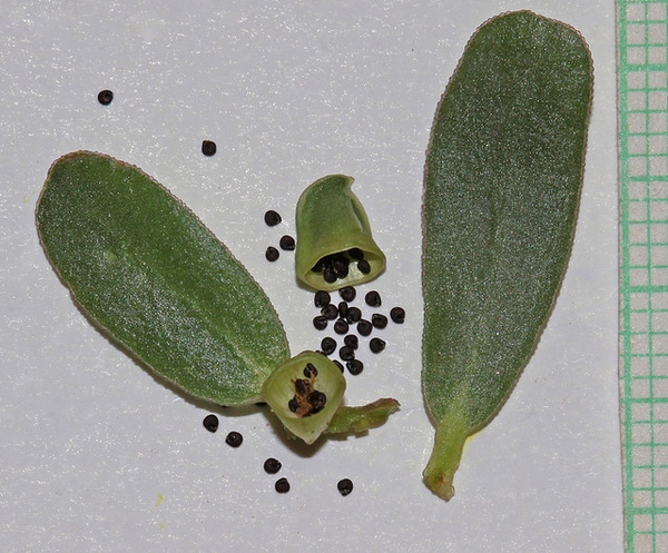 Portulacaceae  oleracea