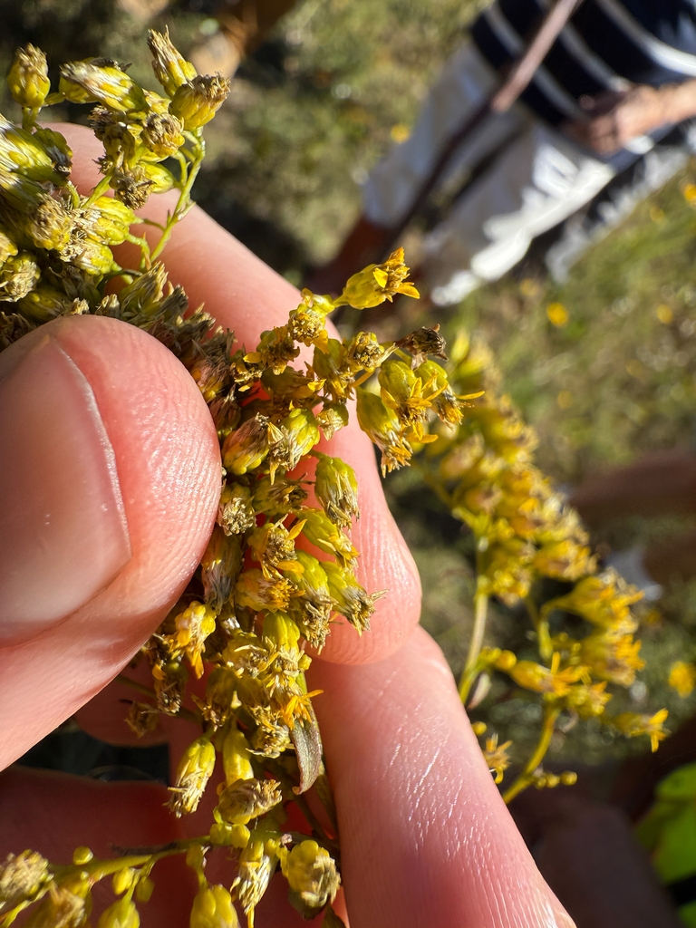 Bunched small yellow in post bloom in September in Virginia