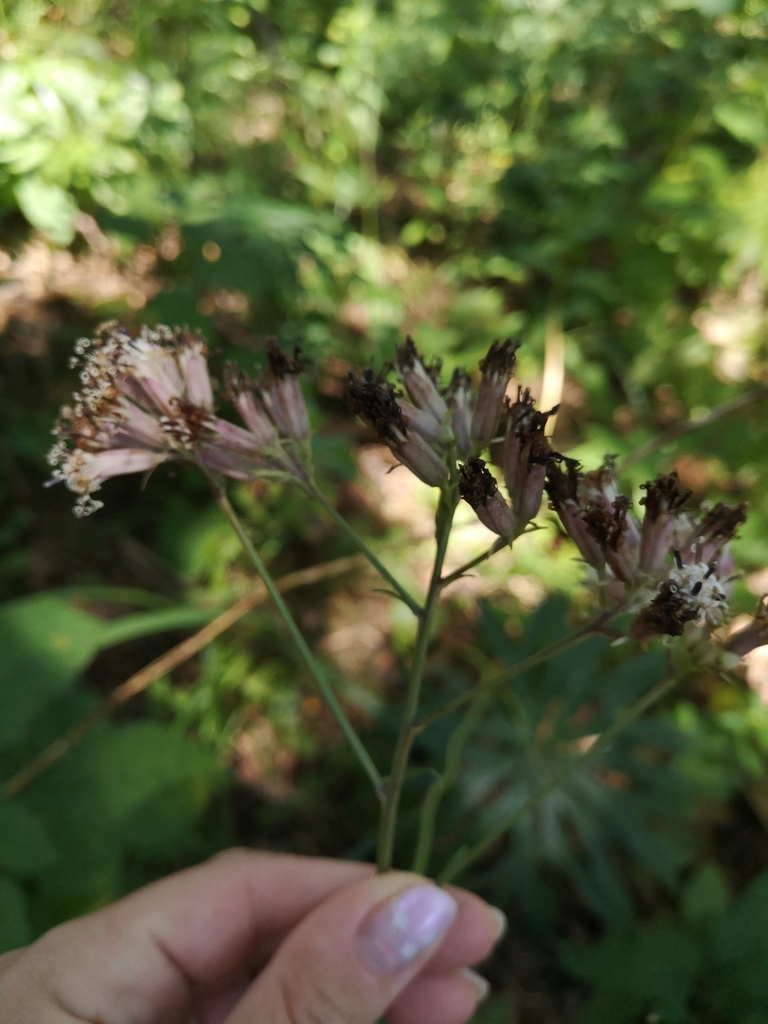 Post bloom in August in Primoreye, Russia