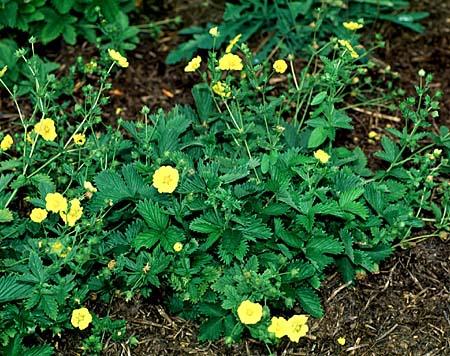Potentilla x hybrida