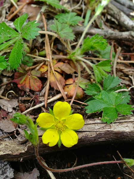 Potentilla canadensis