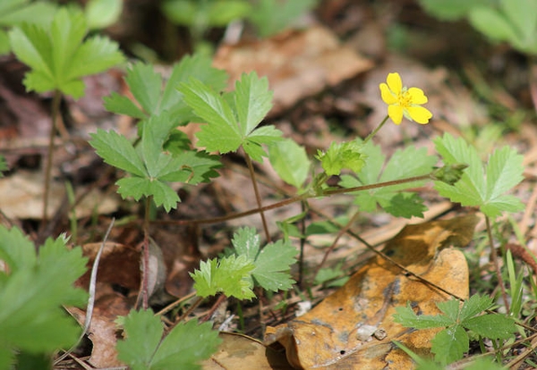 Potentilla canadensis