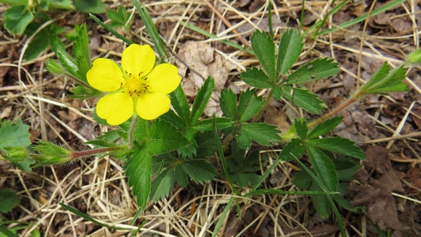 Potentilla canadensis
