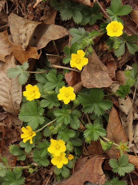Potentilla canadensis