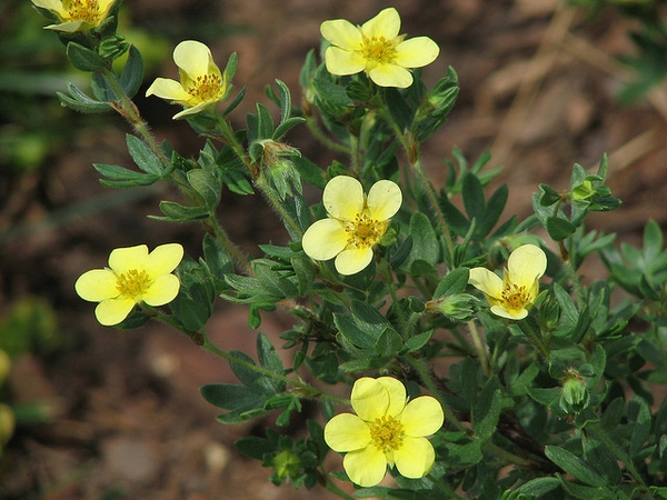 Potentilla fruticosa