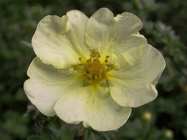Potentilla fruticosa