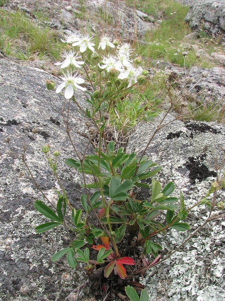 Potentilla tridentata