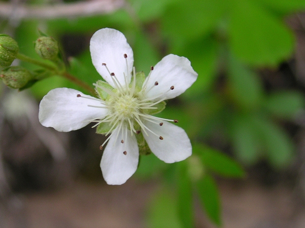 Potentilla tridentata