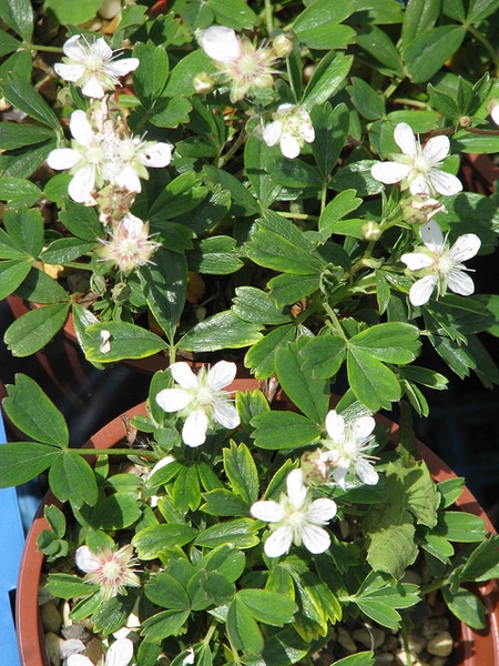 Potentilla tridentata